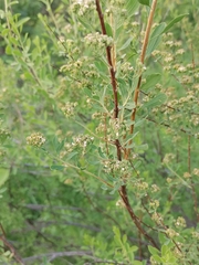 Spiraea crenata