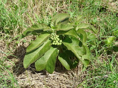 Asclepias oenotheroides