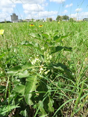 Asclepias oenotheroides