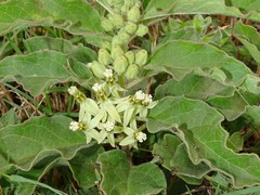 Asclepias oenotheroides