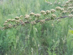 Spiraea crenata