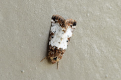 Pseudacontia crustaria