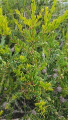 Melaleuca nesophila