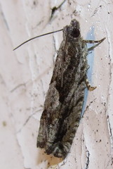 Gretchena delicatana