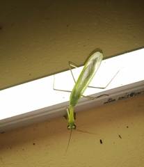 Hierodula membranacea