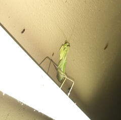 Hierodula membranacea