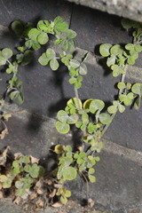 Medicago lupulina