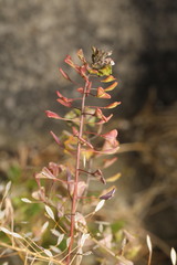 Capsella bursa-pastoris
