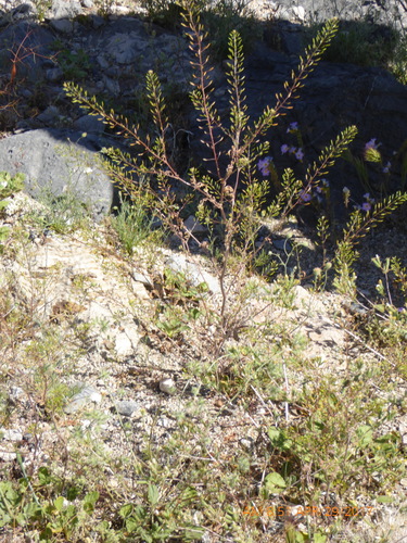 Descurainia pinnata ssp. glabra