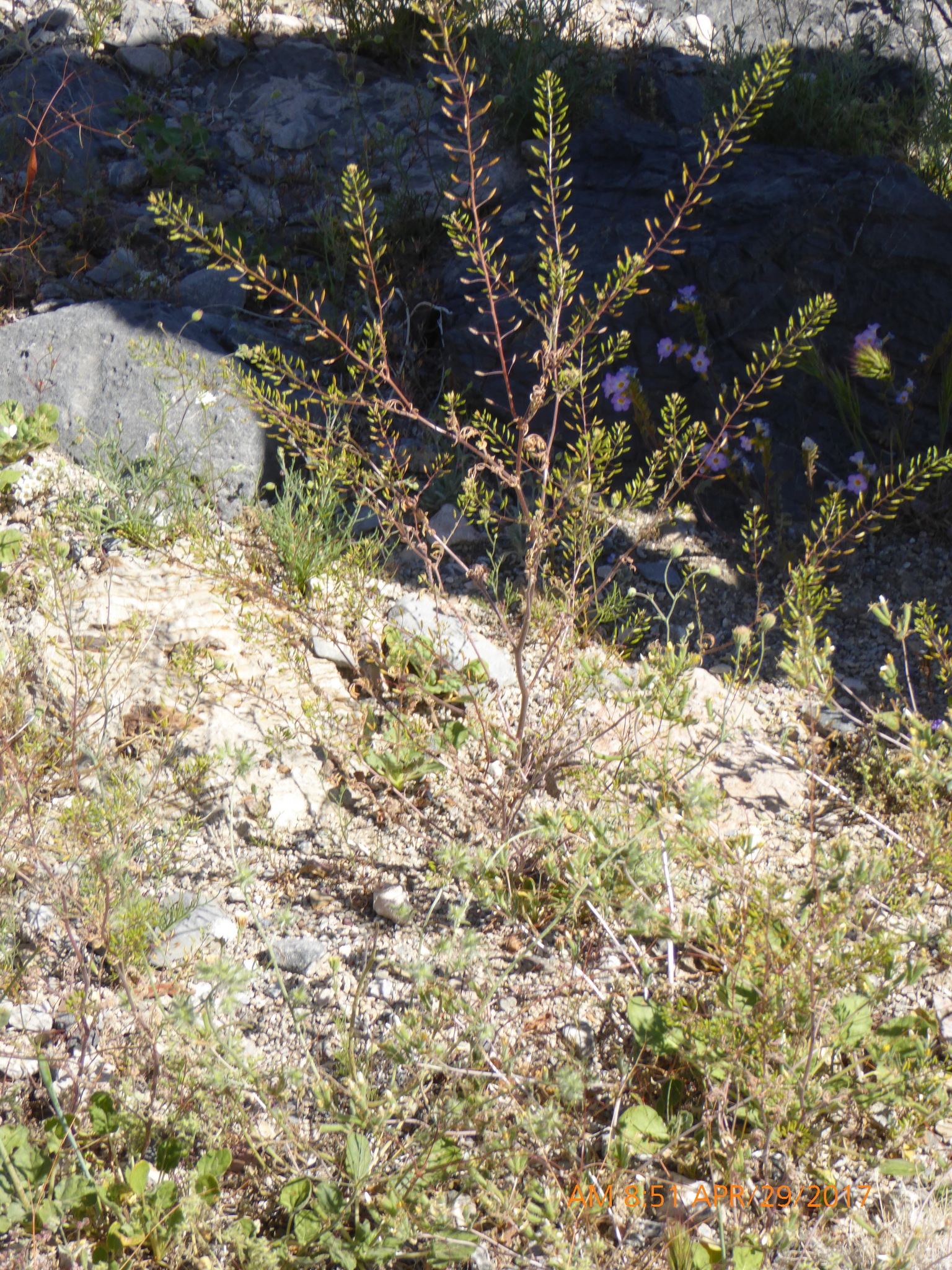 Descurainia pinnata ssp. glabra
