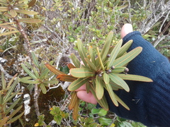 Pseudopanax linearis