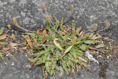 Plantago coronopus