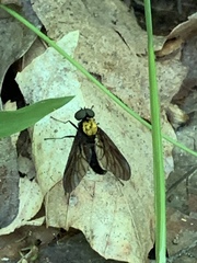Chrysopilus davisi