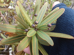 Pseudopanax linearis