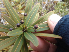 Pseudopanax linearis