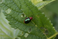 Kuschelina gibbitarsa