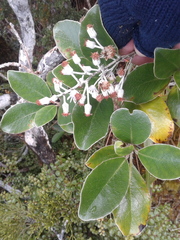 Brachyglottis buchananii