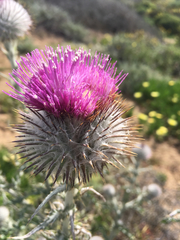 Cirsium occidentale