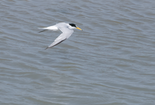 Charrancito común (Sternula albifrons)