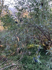 Cryptocarya angustifolia