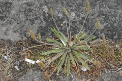 Plantago coronopus