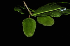 Sloanea hirsuta