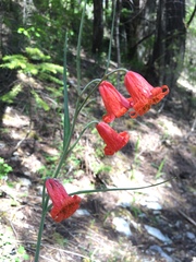Fritillaria recurva