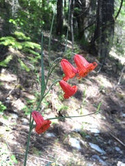 Fritillaria recurva