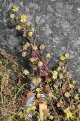 Trifolium dubium