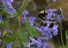 Bombus melanurus
