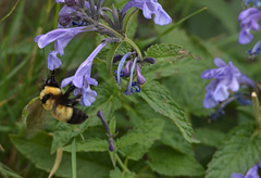 Bombus melanurus
