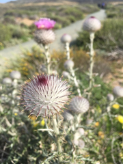 Cirsium occidentale