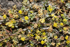 Trifolium dubium