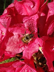 Bombus mixtus