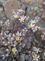 Dudleya blochmaniae