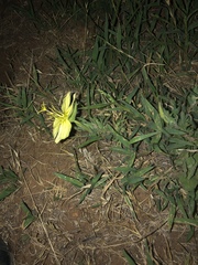 Oenothera grandis