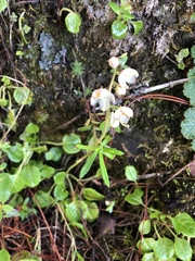 Pyrola morrisonensis