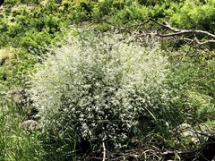 Lepidium latifolium