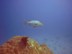 Lethrinus miniatus