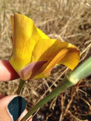 Calochortus clavatus