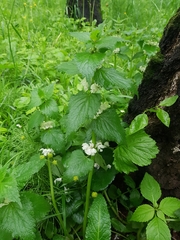 Lamium album