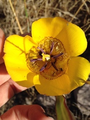 Calochortus clavatus