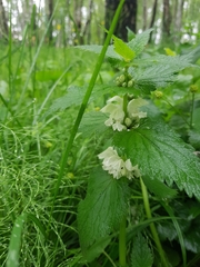 Lamium album