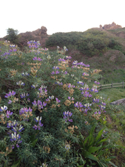 Lupinus variicolor