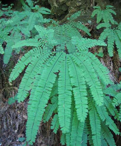 western maidenhair fern