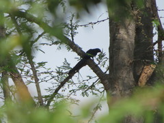 Phoeniculus purpureus marwitzi