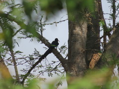 Phoeniculus purpureus marwitzi