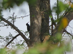 Phoeniculus purpureus marwitzi