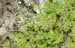 Chrysothrix chamaecyparicola