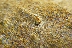 Tritoma bipustulata